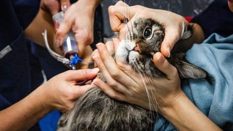 Zeker honderd onbevoegde diergeneeskundigen in dierenklinieken