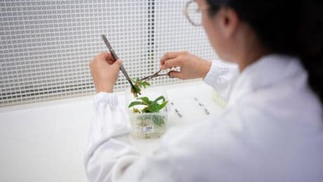 Nescafé se vuelca en las plantas de laboratorio para garantizar el suministro de café
