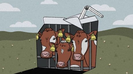 The life of a dairy cow