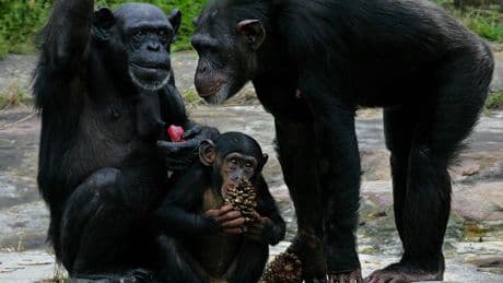 Being Curious Might Help Keep Alzheimer’s Disease At Bay: Study