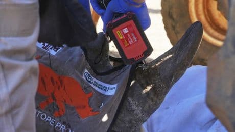 Kampf gegen Wilderei: Nashornhörner mit radioaktivem Material versehen