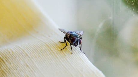 B&M shoppers wowed by £3 item that keeps bugs out of your house
