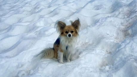 Chihuhua rettet Leben seines Besitzers nach Sturz in Schweizer Gletscherspalte