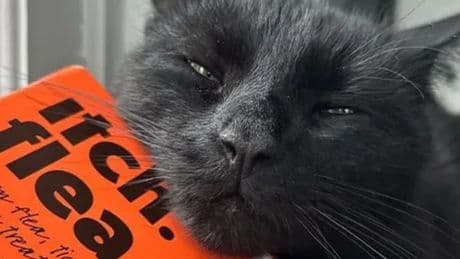 Pet owners rush to claim free flea treatment as UK heatwave sees pests rise