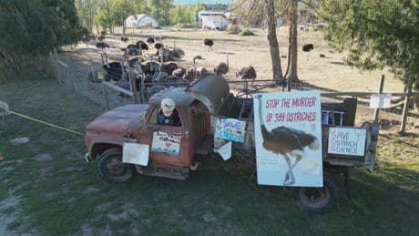 ‘A unanimous no’: Edgewood, B.C. ostrich farm loses appeal