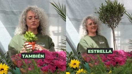 Estas son las plantas más todoterreno para la terraza si no tienes ni idea de jardinería