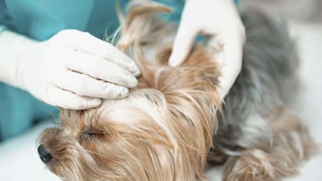 Vets could face medicines price cap in competition probe