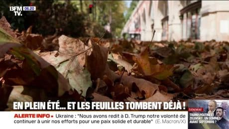 "J'ai jamais vu ça à cette période de l'année": à cause de la sécheresse, les arbres perdent leurs feuilles en plein été