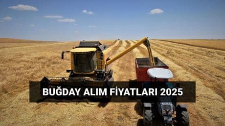 Buğday alım fiyatı 2025: TMO makarnalık ve ekmeklik buğday, arpa ne kadar oldu? Hububat alım ücretleri ne zaman yatacak?