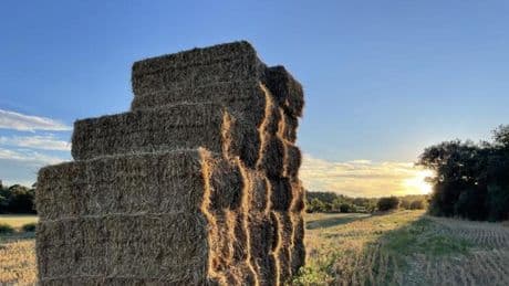 El simbólico despido del verano en los campos de Sanaüja