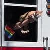 Bizarre fight breaks out over beloved celebrity cat being given ride on fire truck for city's Pride parade