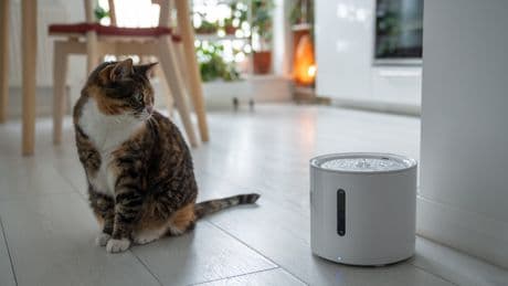 Frisches Wasser für anspruchsvolle Samtpfoten: Katzenbrunnen im Test