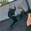 'He's just killed that boy': Police video shows how Hainault attack unfolded