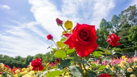 Spruce up your outside space on a budget with these three tips