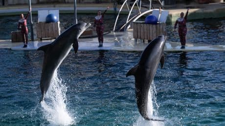 Le zoo de Beauval pourrait accueillir les dauphins de Marineland