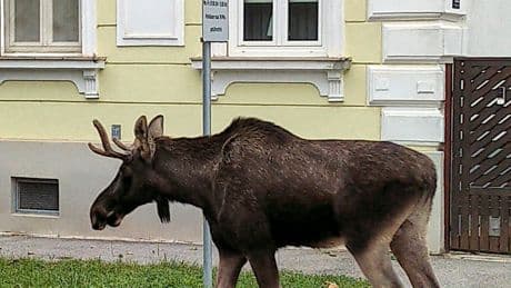 The adventures of Emil the moose keep a corner of Austria on its toes