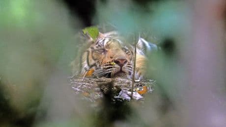 Nationalpark in Indien: Alltag mit Tigern