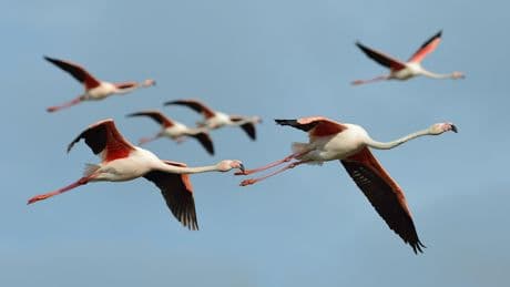 Chez le flamant rose, la migration ralentit le vieillissement