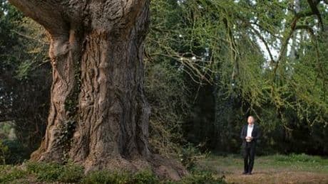 Filmfestspiele Venedig »Silent Friend«: Die geheime Liebesbrunst der Bäume