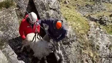 Mountain rescue come to aid of sheep stuck on cliffside for days