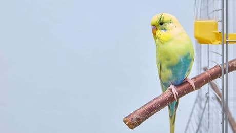 Tierheim Cuxhaven: Kleiner Wellensittich erlebt großes Abenteuer