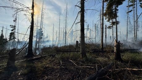 Feuerwehreinsatz: Waldbrand am Möhnesee unter Kontrolle