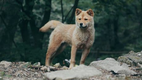 Los huesos rotos de un perro de hace 16.000 años cuentan una importante historia: ya era nuestra mascota