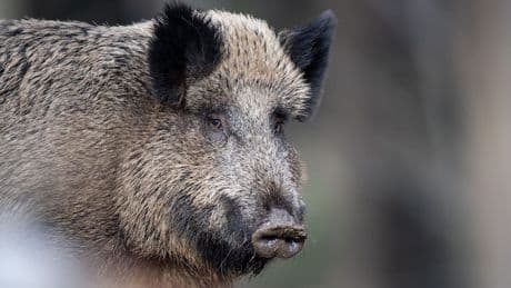 Erster Fall nachgewiesen - Afrikanischer Schweinepest in NRW!