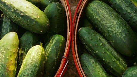 Salmonella Outbreak Linked to Cucumbers Sickens 45 People