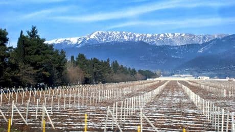 Azerbaijan Angles To Distinguish Its Wines