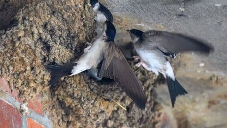 Mitmach-Aktion: Vögel zählen - NABU startet "Stunde der Gartenvögel"