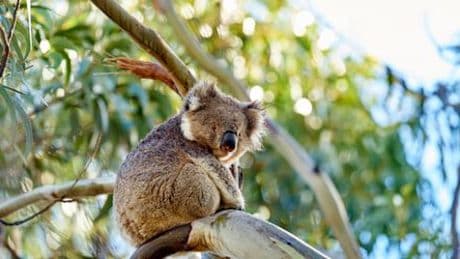 Australien: Nationalpark auf fast 500.000 Hektar soll Tausende Koalas schützen