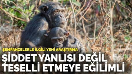 Şempanzelerle ilgili yeni araştırma: Şiddet yanlısı değil, birbirini teselli etmeye eğilimli