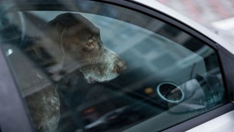 Two dogs die after being found in car 'in distress due to hot weather' as man and woman reported