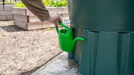 Regenwasser sammeln: Diesen Fehler machen fast alle