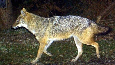 Naturschützer kritisieren Jagd auf Goldschakal