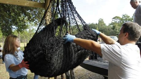 Florida's first black bear hunt in a decade approved despite strong opposition