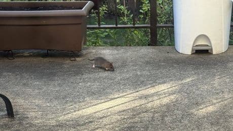 Rat complaints on the rise in Montreal as critics demand city take action