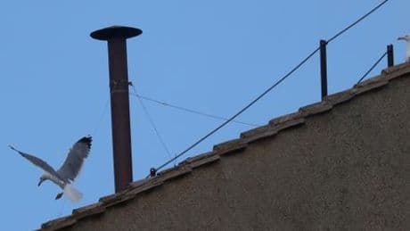 Konklave: Livestream zeigt aktuelle Ereignisse im Vatikan