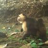 Des singes kidnappent les petits d'une autre espèce, ont observé des chercheurs au Panama
