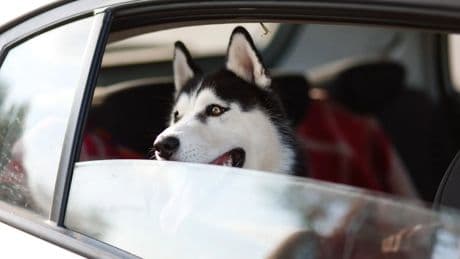 El peligro mortal de dejar a tu perro en el coche en verano: &quot;Puede convertirse en un horno en minutos&quot;