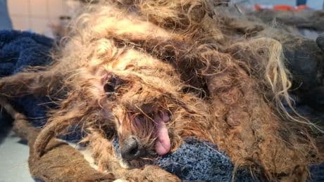 Zwaar verwaarloosde hond gevonden in Berkenwoude: dierenarts verlost beestje uit lijden