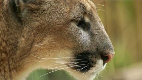 Malibu: Puma fällt Elfjährige im Hinterhof an