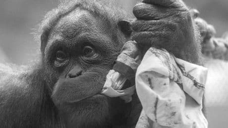 Trauer im Zoo Berlin: Affe stirbt auf dem Untersuchungstisch