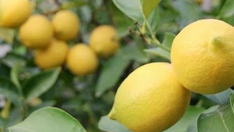 İstanbul’da Nisan ayında en çok limon pahalandı