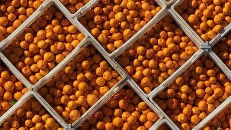 Narenciye devi tarihe karışıyor: 125 yıllık şirketten iflas kararı