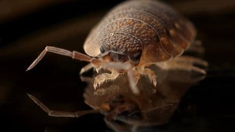 Bedbugs became the 'first urban pest' as humans moved out of caves