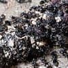 Mega-colonies of 'SUPER ANTS' are storming through Europe, wiping out power supplies and even roads - and experts warn they're headed for the UK