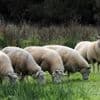 Les trains entre Rennes, Nantes et Quimper retardés à cause de moutons en divagation sur les rails