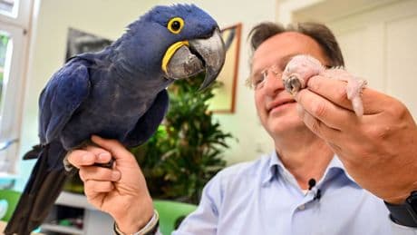 Kleine Papageien: So klein, so hungrig: Hyazinth-Ara wird per Hand aufgezogen